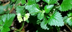 Nanocnide japonica