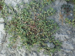 Centipeda aotearoana