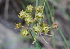 Asclepias expansa