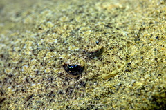 Arnoglossus laterna