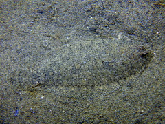 Arnoglossus laterna