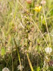 Prasophyllum sphacelatum