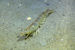 Penaeus kerathurus