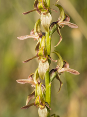 Prasophyllum sphacelatum