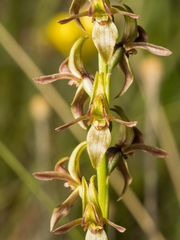Prasophyllum sphacelatum