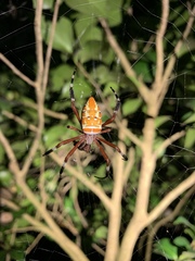 Argiope ocula