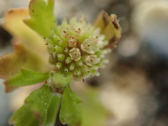 Centipeda aotearoana