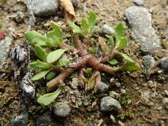 Centipeda aotearoana