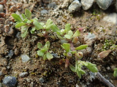 Centipeda aotearoana