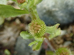 Centipeda aotearoana