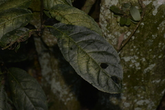 Ehretia acuminata acuminata