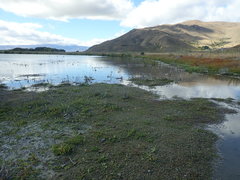 Centipeda aotearoana