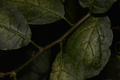 Ehretia acuminata acuminata