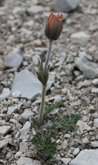Pulsatilla albana