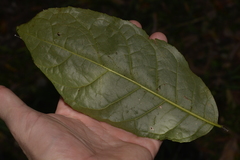 Ehretia acuminata acuminata
