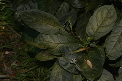 Ehretia acuminata acuminata