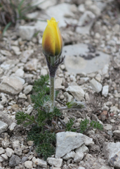 Pulsatilla albana