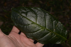 Ehretia acuminata acuminata
