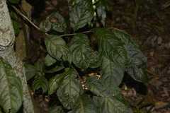 Ehretia acuminata acuminata