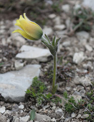Pulsatilla albana