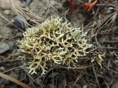 Xanthoparmelia reptans