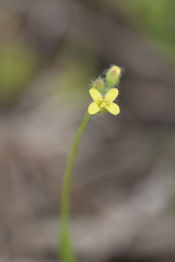 Camelina microcarpa