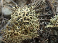 Xanthoparmelia reptans