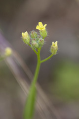 Camelina microcarpa