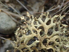 Xanthoparmelia reptans