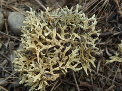 Xanthoparmelia reptans