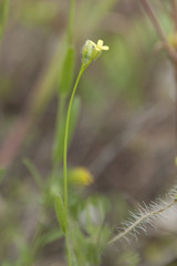 Camelina microcarpa