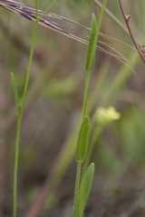 Camelina microcarpa