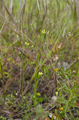 Camelina microcarpa