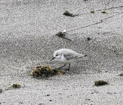 Calidris alba