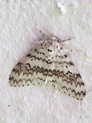 Lymantria brotea