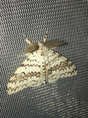 Lymantria brotea
