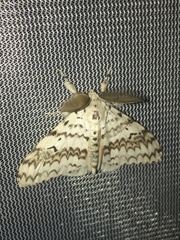 Lymantria brotea