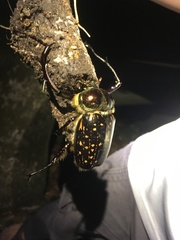 Cheirotonus formosanus