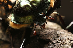 Cheirotonus formosanus