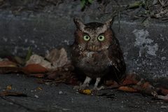 Otus spilocephalus