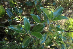 Olearia avicenniifolia