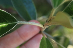 Olearia avicenniifolia