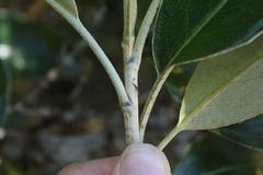 Olearia avicenniifolia