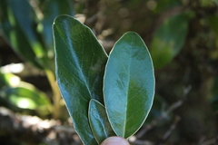Olearia avicenniifolia