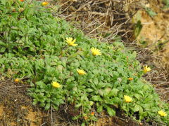 Calendula suffruticosa algarbiensis