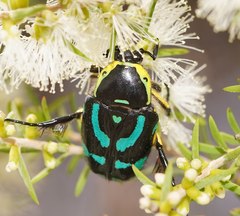 Chlorobapta frontalis