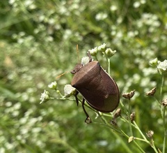 Basicryptus costalis