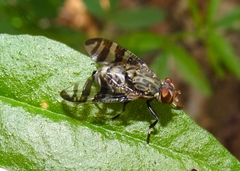 Euprosopia conjuncta