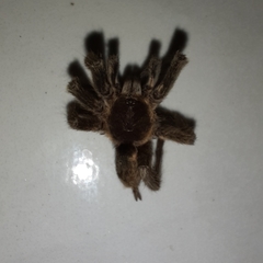 Dolichothele exilis