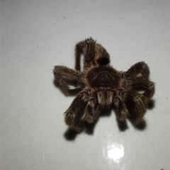 Dolichothele exilis
